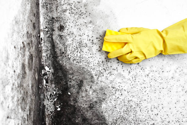 Why You Should Choose Our Mold Remediation Services in Midway, AR