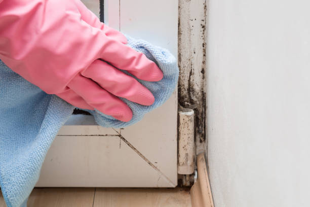 Best Commercial Mold Inspection  in Midway, AR